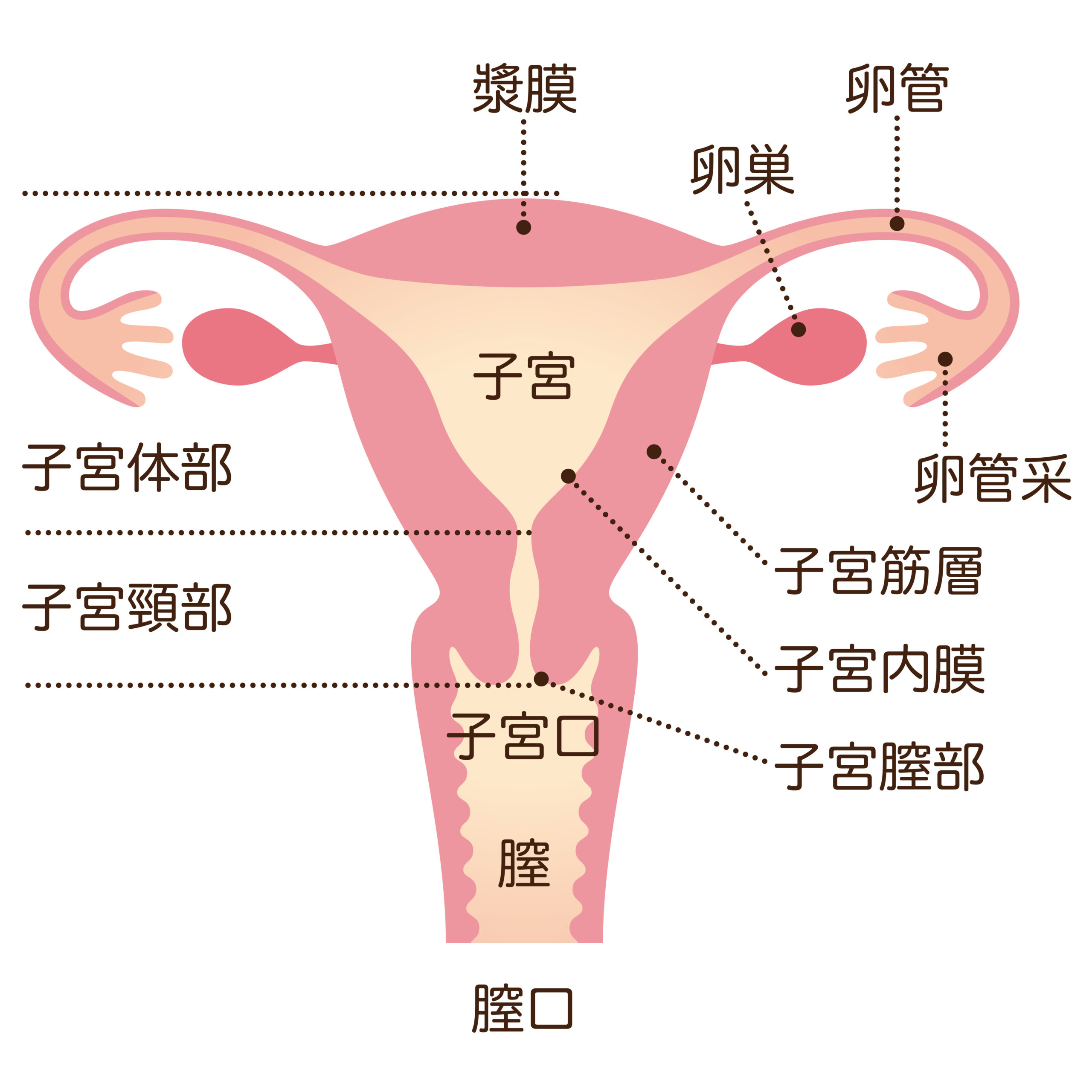 妊娠のための最重要検査　「卵管が通過しているか」